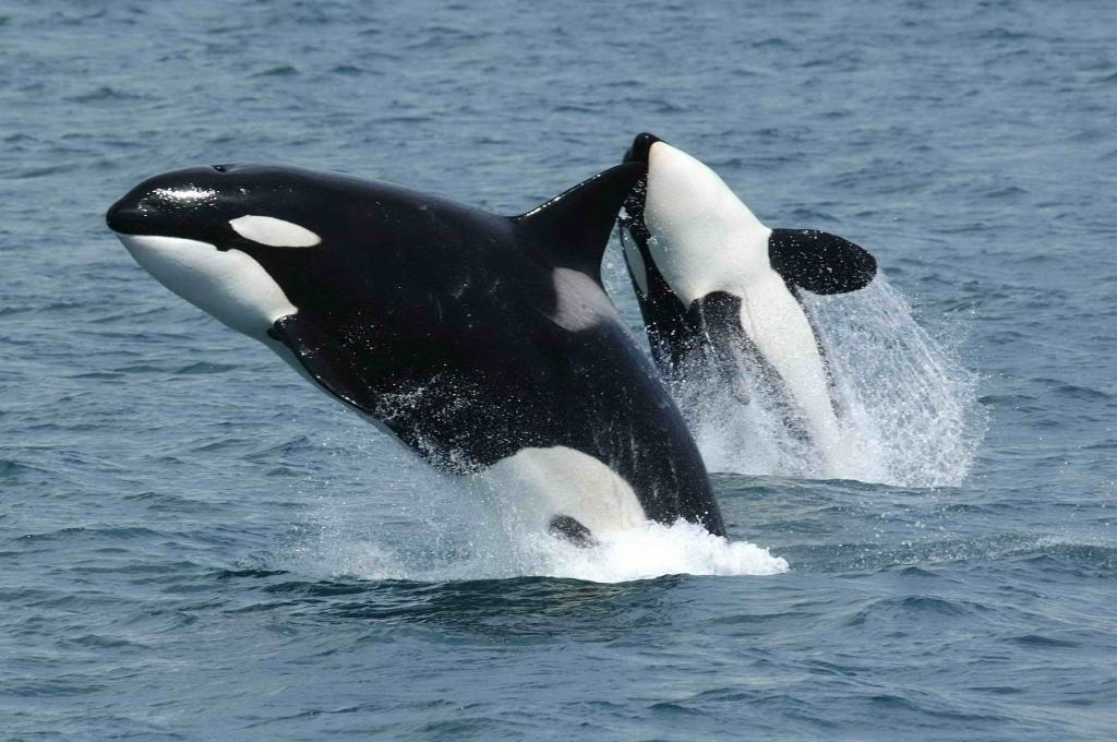 Two United States cities declare support for orcas' legal rights